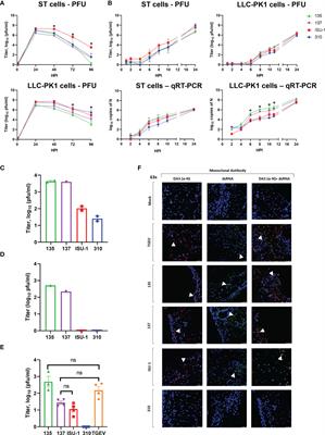 Frontiers | Porcine Respiratory Coronavirus as a Model for Acute 